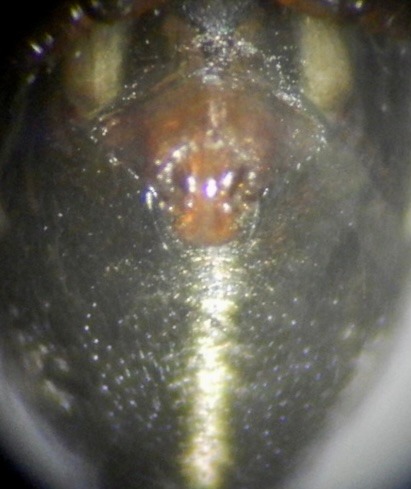 Image 6: Host epigyne (2)